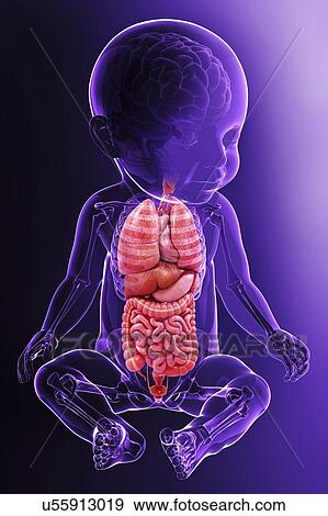 Baby's anatomy, artwork View Large Illustration Stock Illustration - Baby's anatomy, artwork. Fotosearch