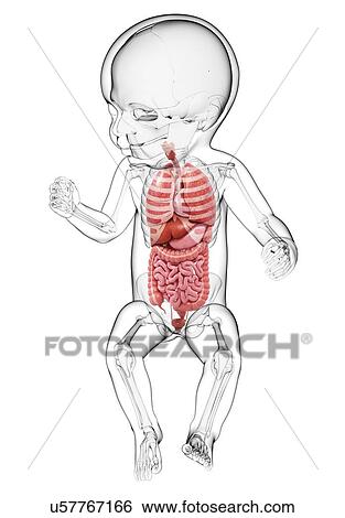 Stock Illustration - Baby's anatomy, artwork. Fotosearch