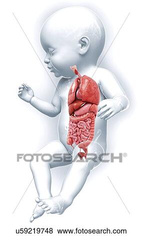Stock Illustration - Baby's anatomy, artwork. Fotosearch