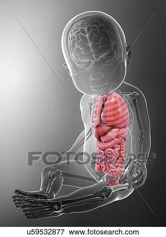 Baby's anatomy, artwork View Large Illustration Stock Illustration - Baby's anatomy, artwork. Fotosearch