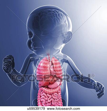 Stock Illustration - Baby's anatomy, artwork. Fotosearch