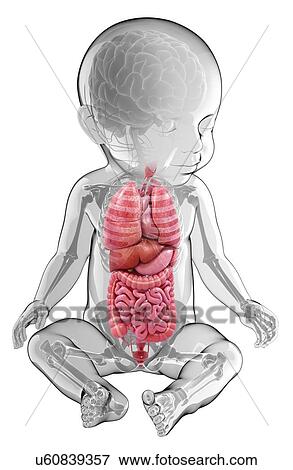Baby's anatomy, artwork View Large Illustration Stock Illustration - Baby's anatomy, artwork. Fotosearch