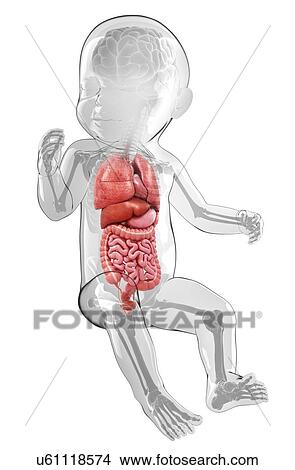 Stock Illustration - Baby's anatomy, artwork. Fotosearch