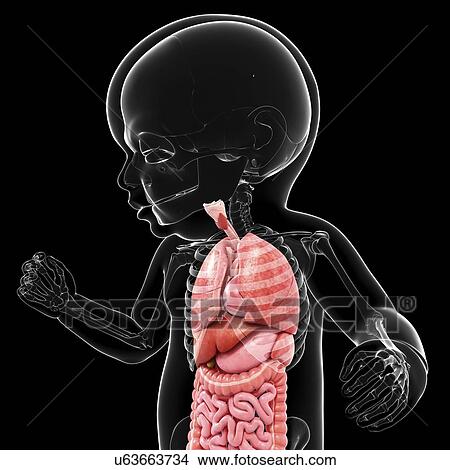 Stock Illustration - Baby's anatomy, artwork. Fotosearch