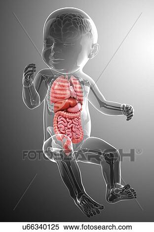 Stock Illustration - Baby's anatomy, artwork. Fotosearch