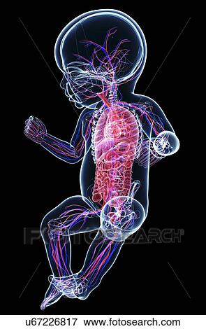 Baby's anatomy, artwork View Large Illustration Stock Illustration - Baby's anatomy, artwork. Fotosearch