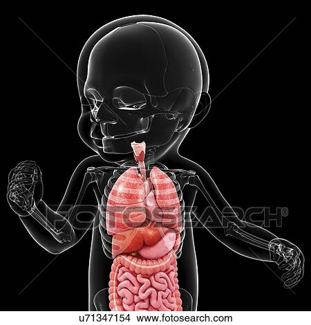 Stock Illustration - Baby's anatomy, artwork. Fotosearch