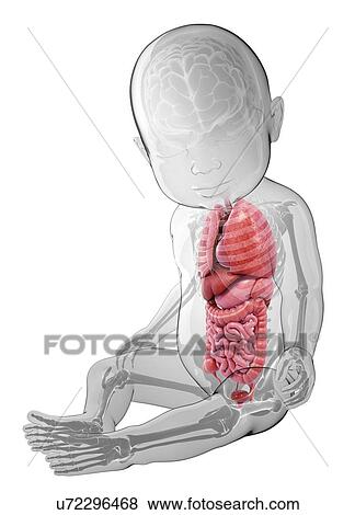Stock Illustration - Baby's anatomy, artwork. Fotosearch