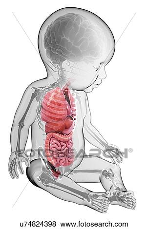 Baby's anatomy, artwork View Large Illustration Stock Illustration - Baby's anatomy, artwork. Fotosearch