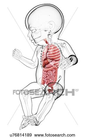 Baby's anatomy, artwork View Large Illustration Stock Illustration - Baby's anatomy, artwork. Fotosearch