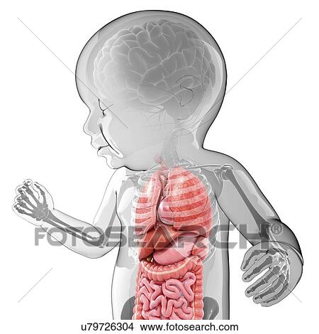 Stock Illustration - Baby's anatomy, artwork. Fotosearch