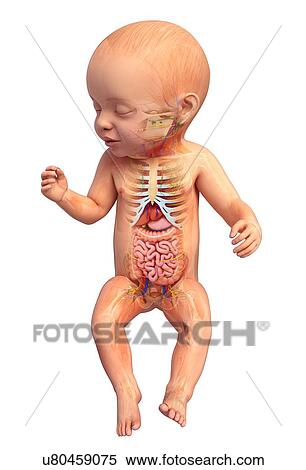Stock Illustration - Baby's anatomy, artwork. Fotosearch