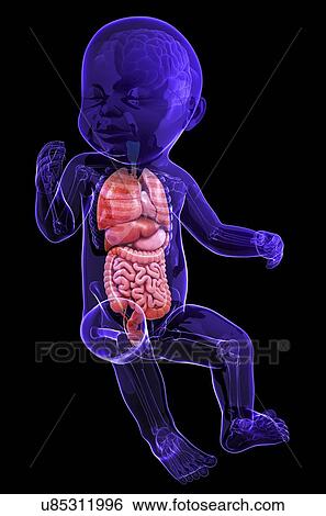 Baby's anatomy, artwork View Large Illustration Stock Illustration - Baby's anatomy, artwork. Fotosearch