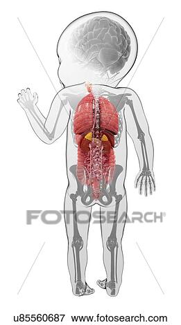 Baby's anatomy, artwork View Large Illustration Stock Illustration - Baby's anatomy, artwork. Fotosearch