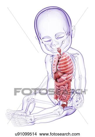 Baby's anatomy, artwork View Large Illustration Stock Illustration - Baby's anatomy, artwork. Fotosearch