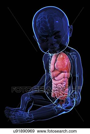 Baby's anatomy, artwork View Large Illustration Stock Illustration - Baby's anatomy, artwork. Fotosearch