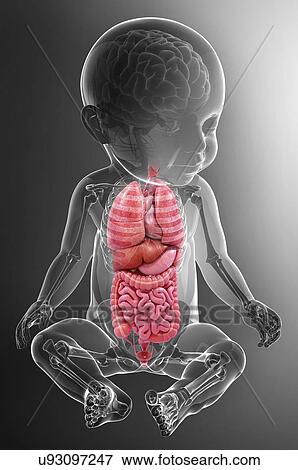 Stock Illustration - Baby's anatomy, artwork. Fotosearch