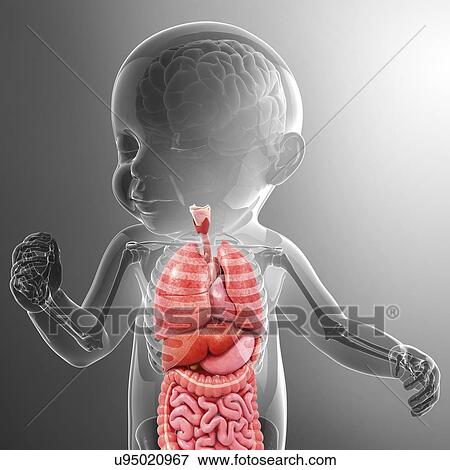 Stock Illustration - Baby's anatomy, artwork. Fotosearch