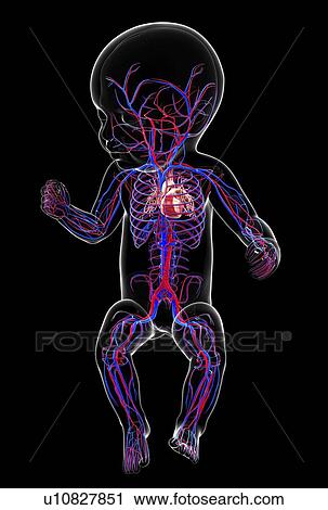 Baby's cardiovascular system, artwork View Large Illustration Clip Art - Baby's cardiovascular system, artwork. Fotosearch
