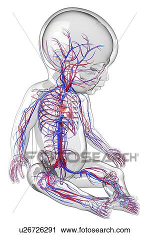 Clip Art - Baby's cardiovascular system, artwork. Fotosearch