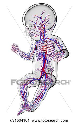 Clip Art - Baby's cardiovascular system, artwork. Fotosearch