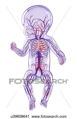 Clip Art - Baby's cardiovascular system, artwork. Fotosearch