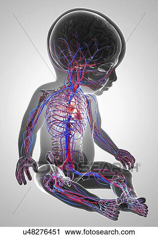 Baby's cardiovascular system, artwork View Large Illustration Clip Art - Baby's cardiovascular system, artwork. Fotosearch