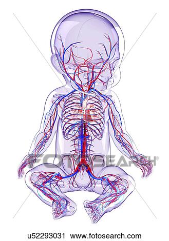 Baby's cardiovascular system, artwork View Large Illustration Clip Art - Baby's cardiovascular system, artwork. Fotosearch