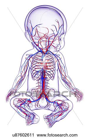 Clip Art - Baby's cardiovascular system, artwork. Fotosearch