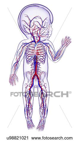 Baby's cardiovascular system, artwork View Large Illustration Clip Art - Baby's cardiovascular system, artwork. Fotosearch