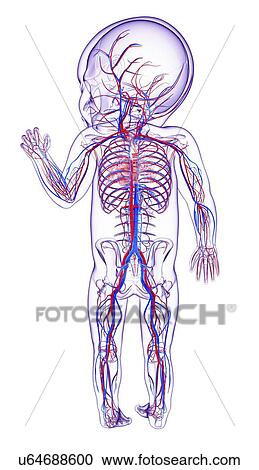 Baby's cardiovascular system, artwork View Large Illustration Clipart - Baby's cardiovascular system, artwork. Fotosearch