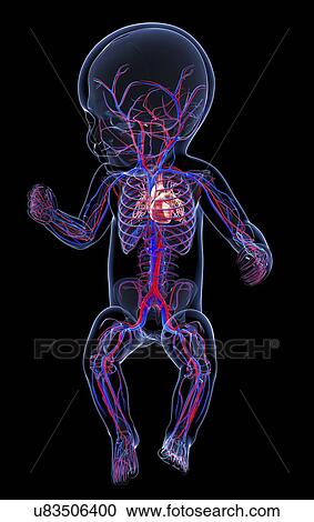 Baby's cardiovascular system, artwork View Large Illustration Clipart - Baby's cardiovascular system, artwork. Fotosearch