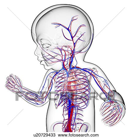 Drawing - Baby's cardiovascular system, artwork. Fotosearch
