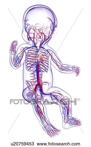 Baby's cardiovascular system, artwork View Large Illustration Drawing - Baby's cardiovascular system, artwork. Fotosearch