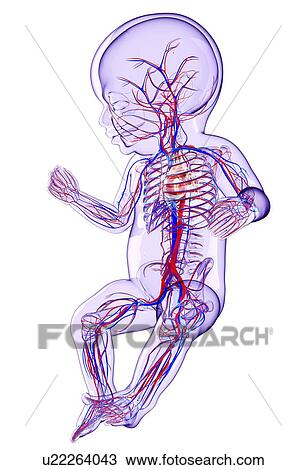 Drawing - Baby's cardiovascular system, artwork. Fotosearch