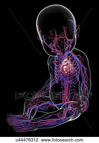 Drawing - Baby's cardiovascular system, artwork. Fotosearch