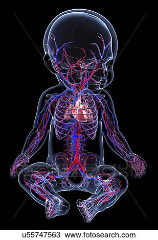 Baby's cardiovascular system, artwork View Large Illustration Drawing - Baby's cardiovascular system, artwork. Fotosearch