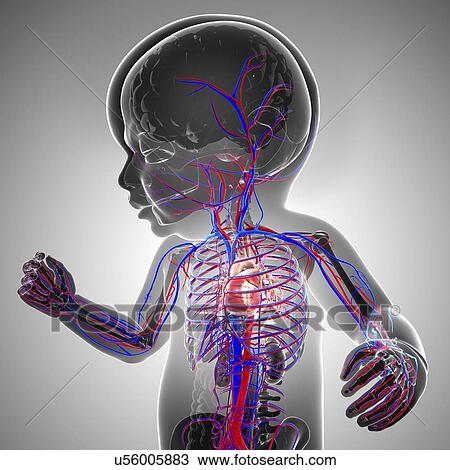 Baby's cardiovascular system, artwork View Large Illustration Drawing - Baby's cardiovascular system, artwork. Fotosearch