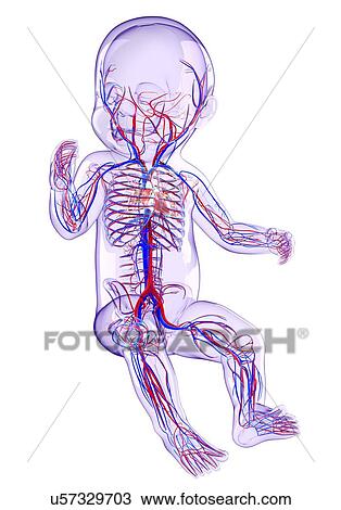 Drawing - Baby's cardiovascular system, artwork. Fotosearch