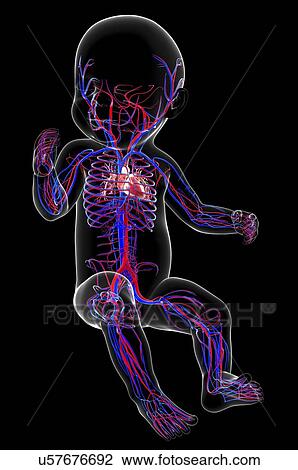 Drawing - Baby's cardiovascular system, artwork. Fotosearch