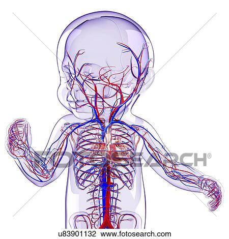 Baby's cardiovascular system, artwork View Large Illustration Drawing - Baby's cardiovascular system, artwork. Fotosearch
