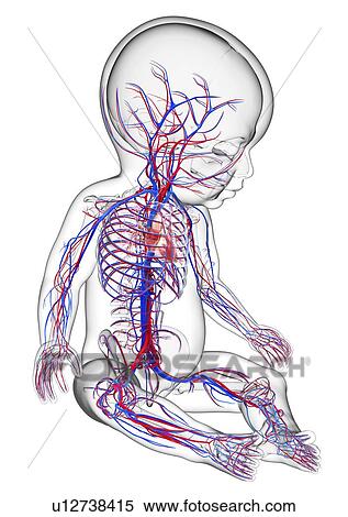 Baby's cardiovascular system, artwork View Large Illustration Stock Illustration - Baby's cardiovascular system, artwork. Fotosearch