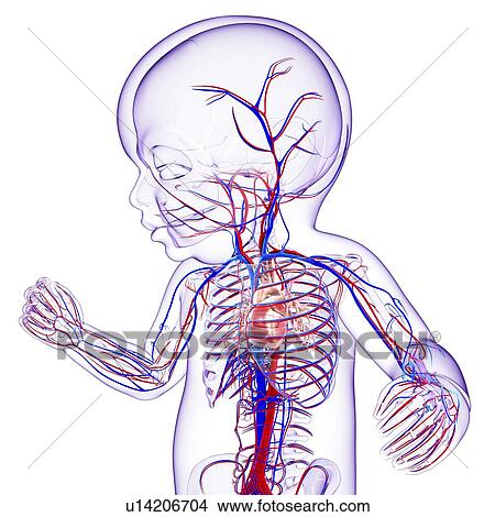 Baby's cardiovascular system, artwork View Large Illustration Stock Illustration - Baby's cardiovascular system, artwork. Fotosearch