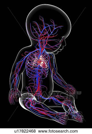 Stock Illustration - Baby's cardiovascular system, artwork. Fotosearch