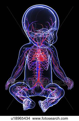 Baby's cardiovascular system, artwork View Large Illustration Stock Illustration - Baby's cardiovascular system, artwork. Fotosearch
