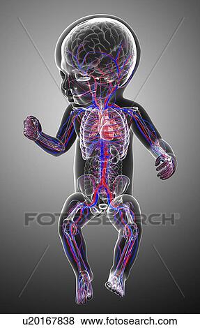 Stock Illustration - Baby's cardiovascular system, artwork. Fotosearch