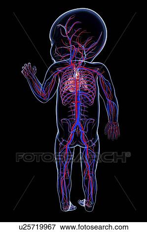 Baby's cardiovascular system, artwork View Large Illustration Stock Illustration - Baby's cardiovascular system, artwork. Fotosearch