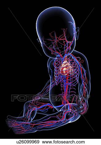 Stock Illustration - Baby's cardiovascular system, artwork. Fotosearch