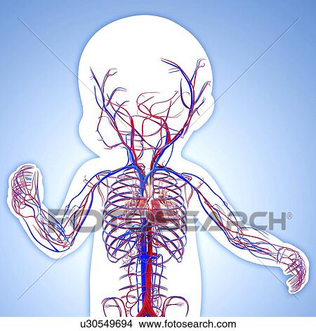 Stock Illustration - Baby's cardiovascular system, artwork. Fotosearch