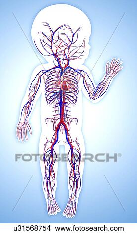 Baby's cardiovascular system, artwork View Large Illustration Stock Illustration - Baby's cardiovascular system, artwork. Fotosearch